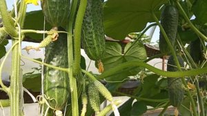 Сбор огурцов 7 июня в теплице. Воронежская область.