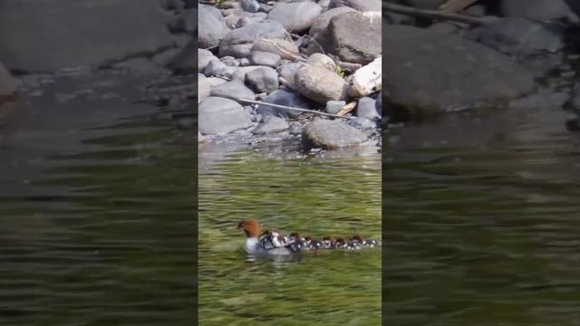 Самка большого крохаля со своим потомством на спине.