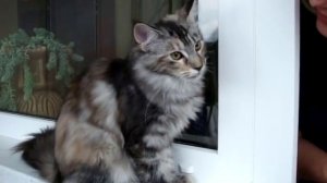 Maine coon кто моет окна или прогулка на балконе 20 07 09