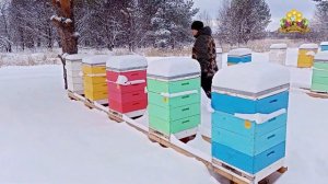 Начало зимовки, Бакфаст и Карника