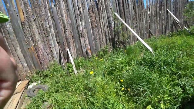 В лог в заброшенные сады за чесноком и мятой. День Василиска.4 июня 2022 1часть.