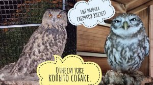 Третья синица в руках и ястреб в небе. Сыч Лучик ест сверчков через не могу. Филин в тумане