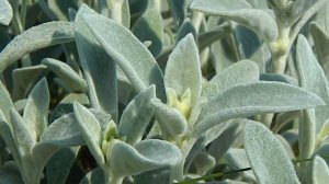 Стахис_чистец шерстистый часть_5 Отличного настроения!