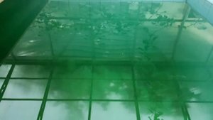 Зеленеет вода в бассейне