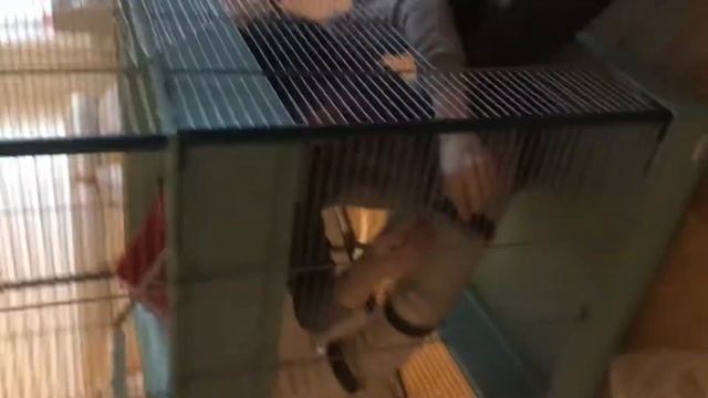 сбор клетки для Хорька Вени смотреть онлайн