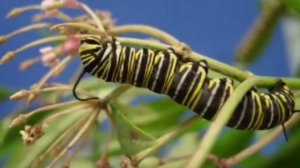 Класс насекомые. Систематика