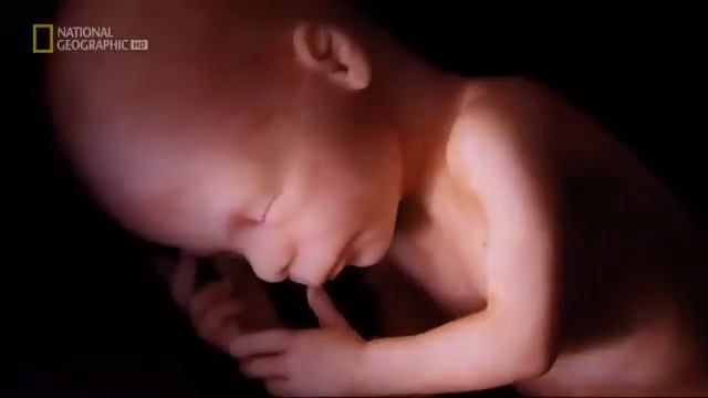 Как развивается ребенок в животе у мамы интересное видео