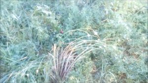 Дикий огород. Чеснок. Пробная посадка 2017.