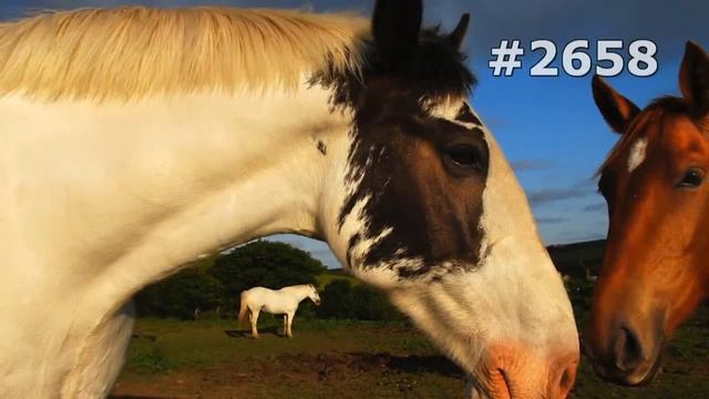 #2658. Лошади (В мире животных) смотреть онлайн