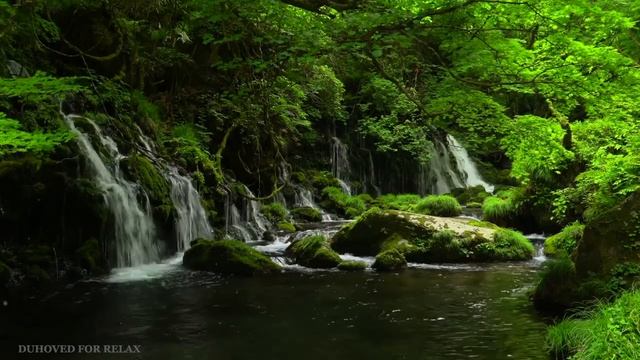Звуки Водопада в Лесу, Расслабляющие Пение Птиц, Звуки Природы, Релакс для Сна, Медитация смотреть онлайн