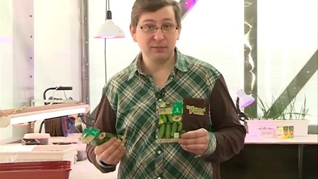 Корнишоны, устойчивые к корневым гнилям