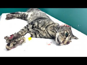 Операция коту с ожогами!