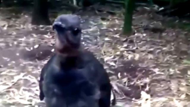 Лирохвост смотреть онлайн