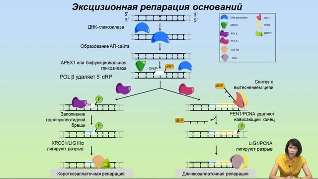 Лекция 7. Репарация ДНК.