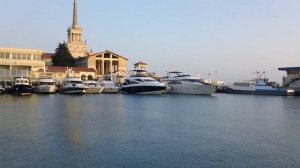 дельфины в порту