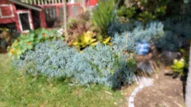 Лимоны созревают в сан-диего в феврале смотреть онлайн