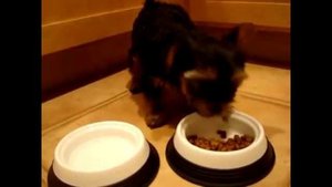 Как уговорить родителей завести собаку 10 эффективных способов