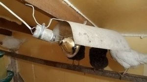 Утепление курятника ЭППС