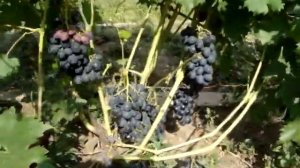 Виноград Ришелье