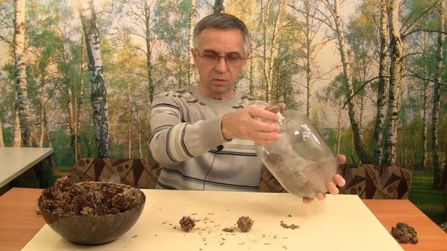 Как вырастить лиственницу. Получение семян. Часть 2. смотреть онлайн