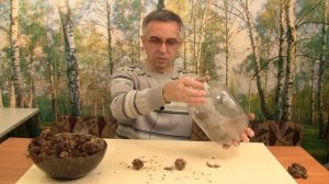 Как вырастить лиственницу. Получение семян. Часть 2.