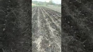 Удобрение для картофеля.