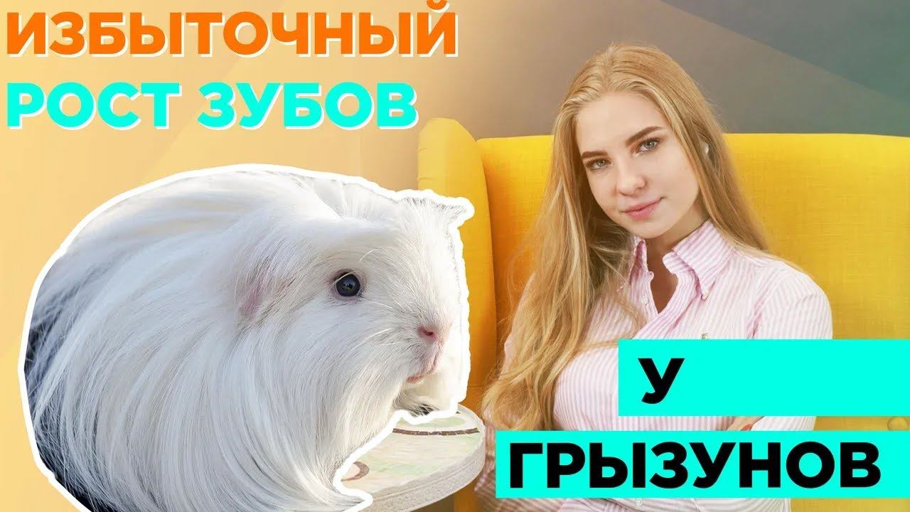 Избыточный рост зубов у грызунов