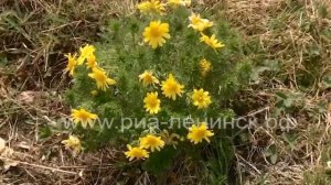 «Кокуйское болото». Эко-тропа.