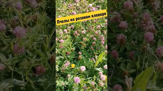 В комментариях к видео "Луговой мёд" "знатоки" утверждают, что розовый клевер не по хоботку пчеле..