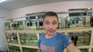 Сработала ловушка на икру скалярий