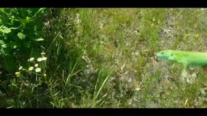 ловлю зеленую ящерицу