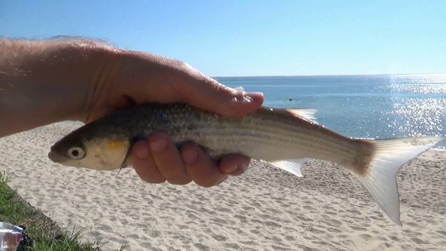 ЛОВЛЯ КЕФАЛИ в Черном море с берега.ГОТОВИМ КЕФАЛЬ. смотреть онлайн