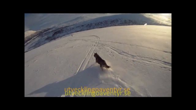 Film Utveckling o Äventyr смотреть онлайн