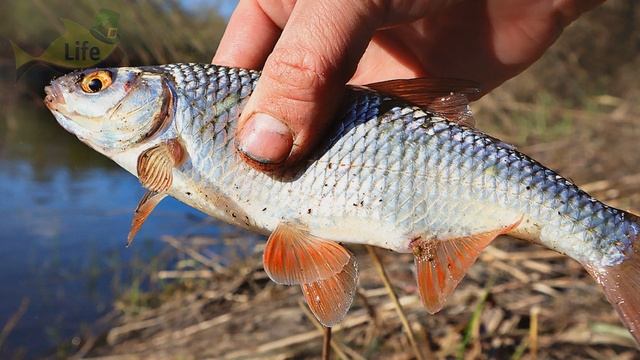 Плотва на валерьянку весной! Работает как магнит для рыбы в апреле -мае. смотреть онлайн