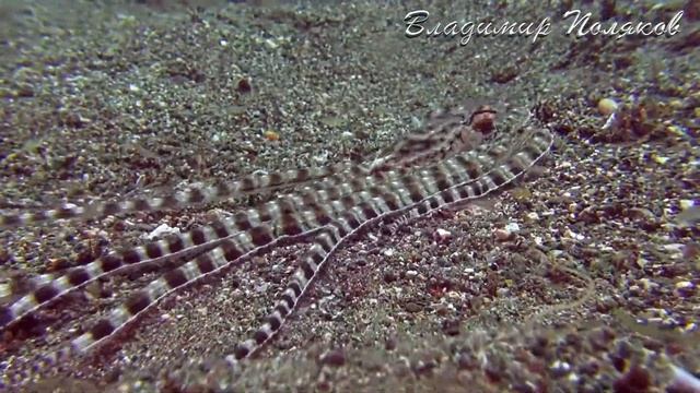 ОСЬМИНОГ МИМИК АНИЛАО ФИЛИППИНЫ смотреть онлайн