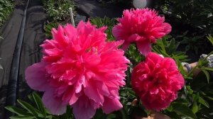 Светящийся розовый пион OFFICINALIS ROSEA PLENA / Сад Ворошиловой