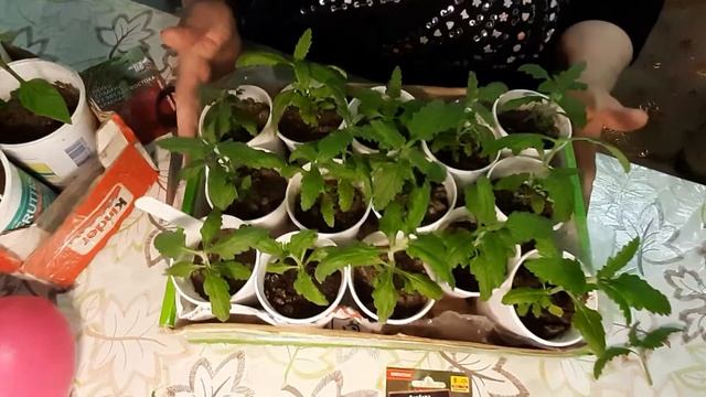 ПРИЩИПЫВАНИЕ РАССАДЫ ДЛЯ УВЕЛИЧЕНИЯ УРОЖАЯ ПЕРЦЕВ #прищипывание #экзотика_цветов #беккер #партнер
