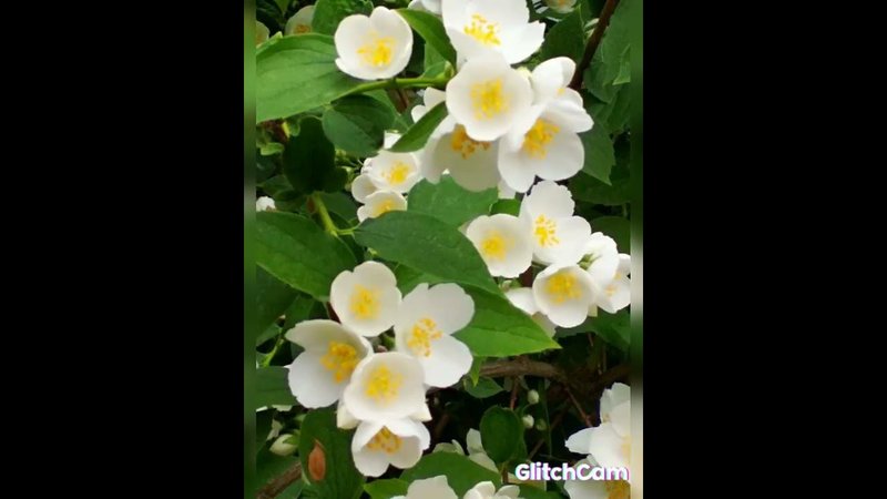 Jasmin flowers  жасмин