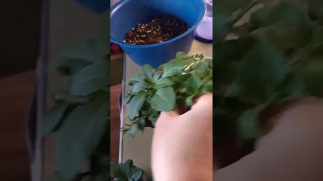 Растут не по дням, а по часам! Петунии радуют! Буду черенковать) #ампельнаяпетуния #петуния #flower смотреть онлайн