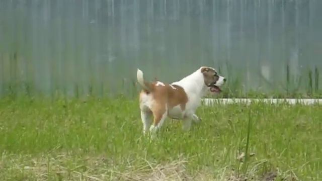 продается щенок Среднеазиатской овчарки т. 8926 568 58 49 смотреть онлайн