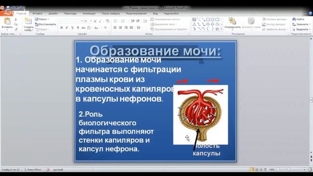 ЕГЭ по биологии 11 класс. Занятие 32. Выделение. Мочевыделительная система человека смотреть онлайн