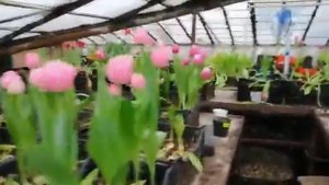 Выгонка тюльпанов закончилась.