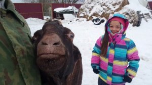 МОЦИОН КОРОВЫ КОНЯ И КОЗ