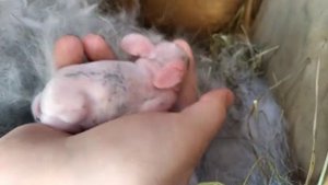 Лика РОДИЛА!??☺️ Новорожденные крольчата! Осмотр гнезда на второй день. Кролики породы фр баран