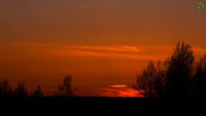 Звуки природы. Вечернее пение лесных птиц на закате. Шум леса.