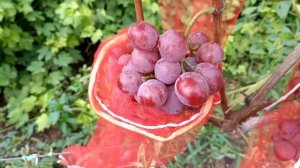 Сорт винограда КРАСНОДАР