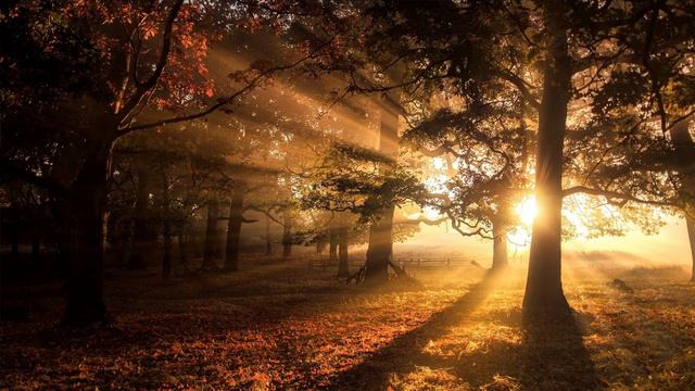 Звуки природы, шум леса, пение птиц(sounds of nature) 10 часов без перерыва смотреть онлайн