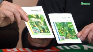 Самые вкусные сорта огурцов. Очень нежные и сладкие огурцы.