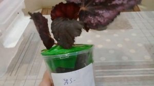 КОМНАТНЫЕ ЦВЕТЫ. РАСПАКОВКА ПОСЫЛКИ С ДЕКОРАТИВНО - ЛИСТВЕННЫМИ БЕГОНИЯМИ.