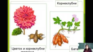 Корень  Внешнее строение, видоизменения корней